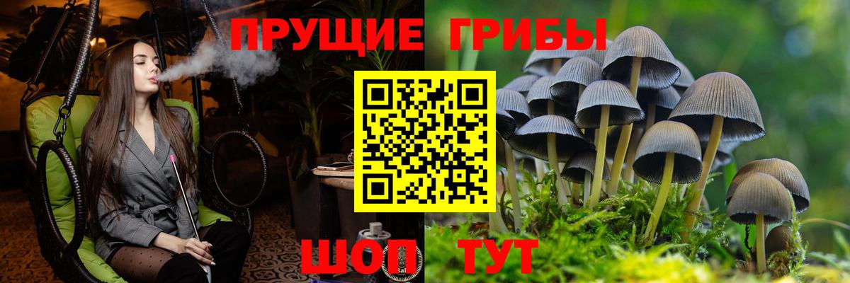 Кызыл  Галлюциногенные грибы Psilocybine cubensis  Вход с VPN 